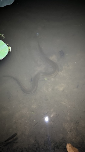 Rainbow Mud Snake