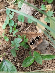 Hoplomutilla