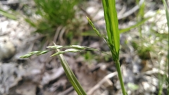 Poa alsodes