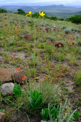 Senecio ruwenzoriensis
