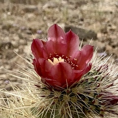 Cylindropuntia wolfii