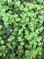 Ranunculus platensis