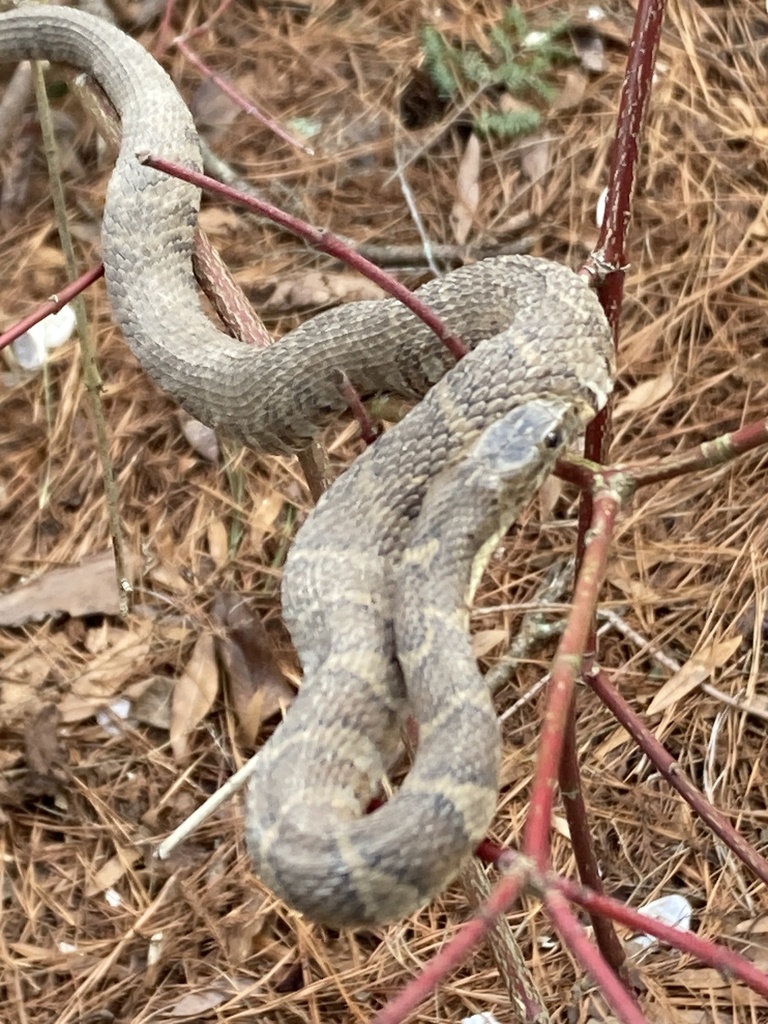 Common Watersnake from Scotland St, Williamsburg, VA, US on January 26