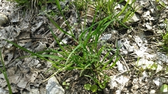Poa alsodes