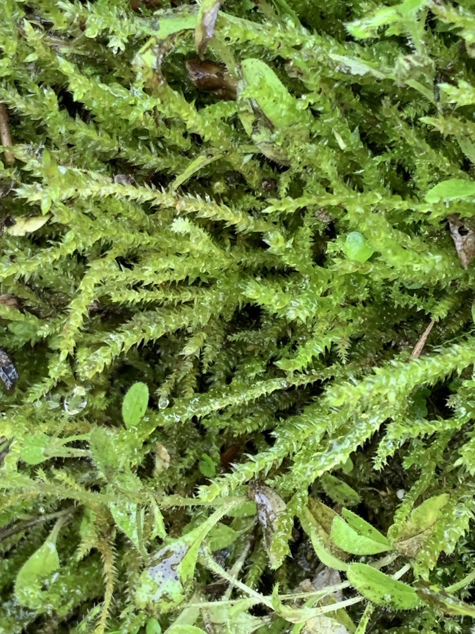 Hygroamblystegium varium