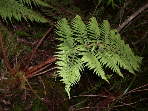 Dryopteris unidentata observed 2008-07-12