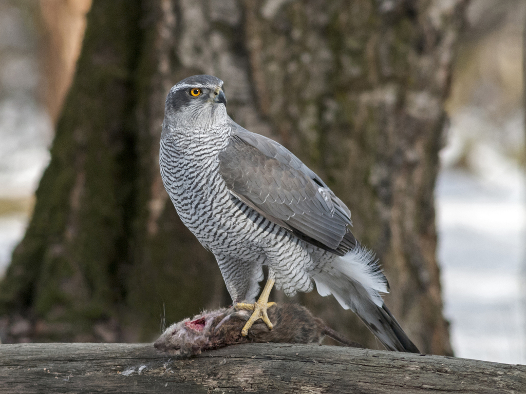 Northern Goshawks and Allies