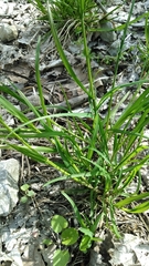 Poa alsodes