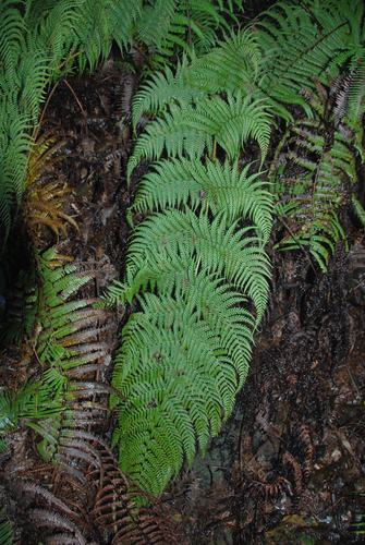Dryopteris unidentata var. unidentata
