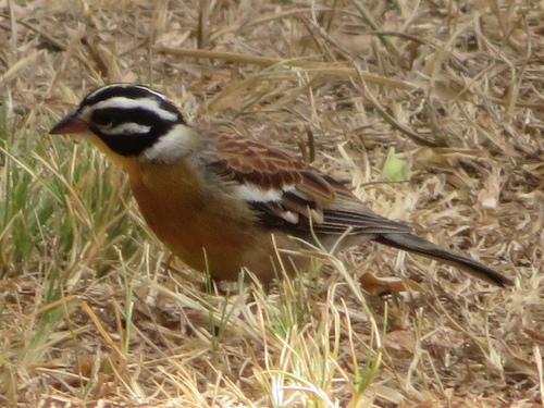 Golden-breasted Bunting