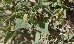 Atriplex phyllostegia