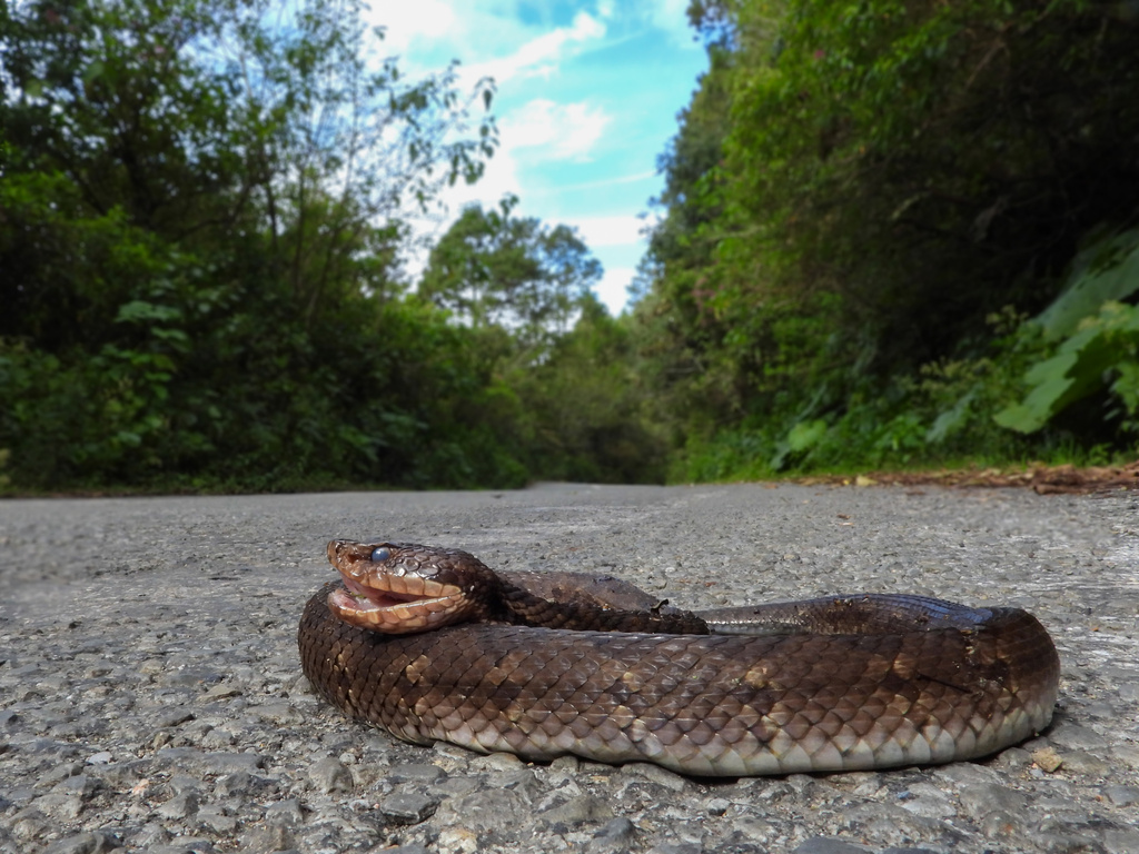 Tzotzil Montane Pit Viper from Tapalapa, Chis., MX on January 21, 2024