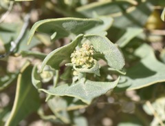 Atriplex phyllostegia