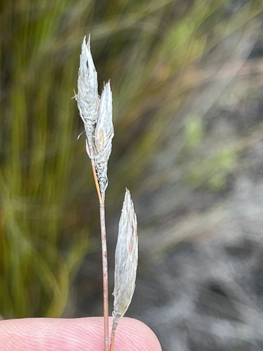 Paper Waterreed (Hydrophilus rattrayi)