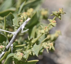 Atriplex phyllostegia