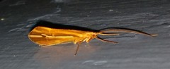 Psychoglypha