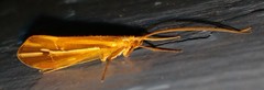 Psychoglypha