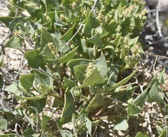 Atriplex phyllostegia