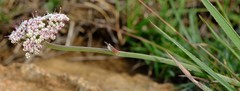 Stenosemis angustifolia
