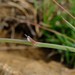 Stenosemis angustifolia - Photo (c) Nick Helme,  זכויות יוצרים חלקיות (CC BY-SA), uploaded by Nick Helme