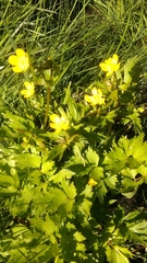 Ranunculus orthorhynchus