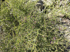 Fagonia laevis