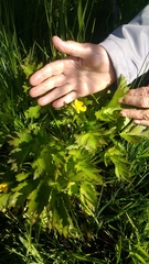 Ranunculus orthorhynchus