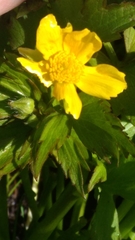 Ranunculus orthorhynchus