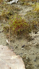 Ptychostomum creberrimum
