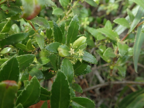 Image of Rubia fruticosa by (c) Daniel Cahen, some rights reserved (CC BY)