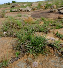 Stenosemis angustifolia
