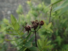 St. Andrew's Cross (Hypericum reflexum)