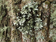 Parmelia submontana