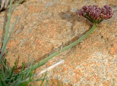 Stenosemis angustifolia