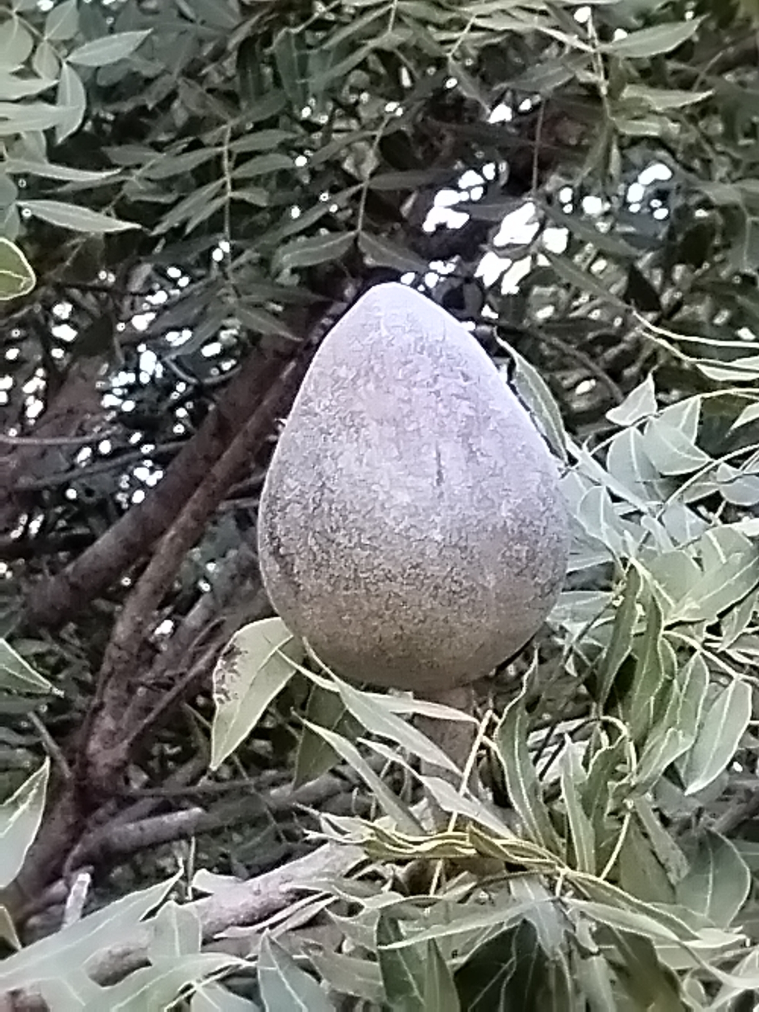 Imagem de Swietenia humilis