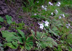 Streptocarpus meyeri