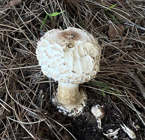 Chlorophyllum brunneum — no rights reserved