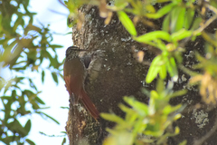 Lepidocolaptes leucogaster