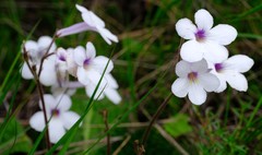 Streptocarpus meyeri