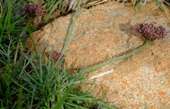 Stenosemis angustifolia