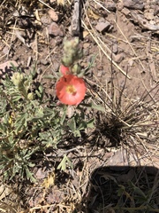 Sphaeralcea coccinea