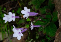 Streptocarpus meyeri