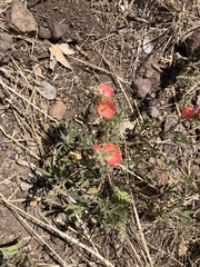 Sphaeralcea coccinea