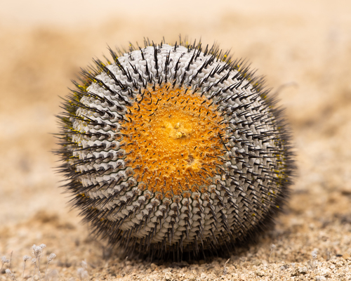 Copiapoa cinerea