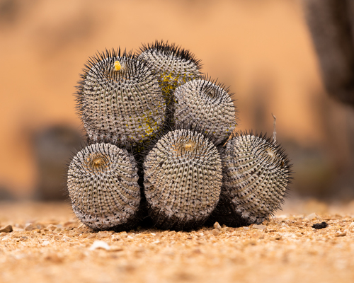 Copiapoa cinerea