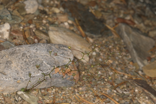 Image of Nemacladus inyoensis by (c) Steve Matson, some rights reserved (CC BY)