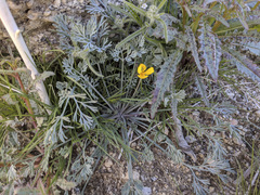 Eschscholzia minutiflora