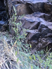 Vicia ludoviciana