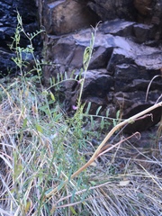 Vicia ludoviciana