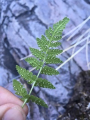 Woodsia plummerae